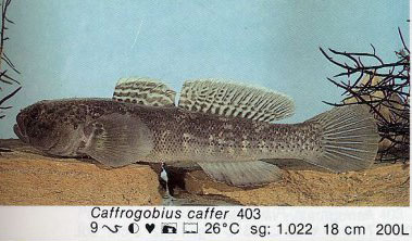 Caffrogobius caffer